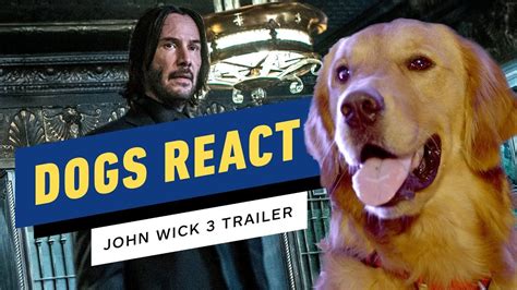 dog breed john wick 3|John Wick: Chapter 3: How It Trained Two Dogs Into。